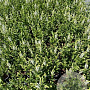 Salvia nem. 'Schneehügel' GM 2,0L