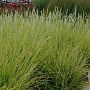 Sesleria autumnalis GM C5
