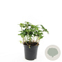 Pachysandra terminalis GM C1.3