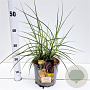 Miscanthus sin. 'Ferner Osten' 40-60 cm 4,0L