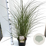 Miscanthus sin. 'Kleine Silbersp.' 40-50 cm 4,0L