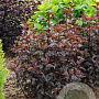 Physocarpus opulifolius 'Sweet Dreams' PBR 30-50 cm wortelgoed 0/1/1 2-3 tak
