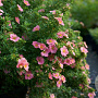 Potentilla fruticosa 'Pink Queen' 15-30 cm wortelgoed 0/1