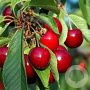 Prunus avium 100-120 cm wortelgoed 2-jarig verplante zaailin