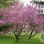 Cercis canadensis 250-300 cm container meerstammig