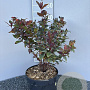 Hypericum i. Magical Black 30-40 cm 5,0L