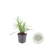 Liriope muscari 'Moneymaker' GM P9