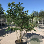 Magnolia 'Heaven Scent' 250-300 cm container meerstammig