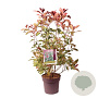 Photinia Magical Volcano 60-80 cm 10L