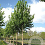 Prunus padus 'Tiefurt' 12-14 HO container