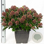 Skimmia j. Rubesta Cuba 15-20 cm P13