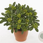 Skimmia j. 'Yuki' 15-20 cm P13