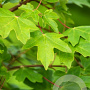 Acer campestre 100-125 cm 7,5L spil gestokt