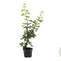 Acer campestre 100-125 cm 7,5L struik