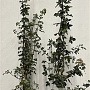 Acer campestre 150-175 cm 7,5L Gestokt