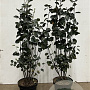 Amelanchier spicata 80-100 cm 7,5L