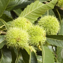 Castanea sativa 125-150 cm 7,5L met stok
