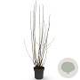 Corylus avellana 125-150 cm 12L