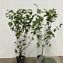 Cornus sanguinea 60-80 cm 2,5L