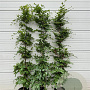 Fagus sylvatica 125-150 cm 12L
