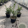 Ilex aquifolium 40-60 cm 7,5L