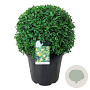 Ligustrum vulg. 'Atrovirens' 100-125 cm C1