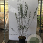 Ligustrum vulg. 'Atrovirens' 60-80 cm 7,5L