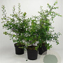 Prunus spinosa 60-80 cm 7,5L