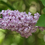 Syringa vulgaris 60-80 cm 7,5L