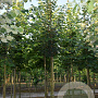 Tilia cordata 150-175 cm 7,5L Gestokt