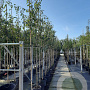 Amelanchier lamarckii 6-8 HO container