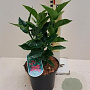 Aucuba jap. 'Rozannie' 25-30 cm container C2,5