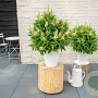Buddleja davidii 'Little White' 3,0L