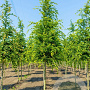 Carpinus betulus 8-10 HO wortelgoed