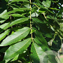 Carya illinoin. 'Desirable' 125-150 cm cont. 100L