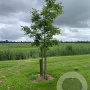 Carya illinoin. 'Western Schley' 150-175 cm cont. 130L
