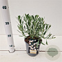Convolvulus cneorum 20-25 cm C1.5