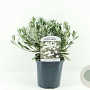 Convolvulus cneorum 20-30 cm 2,0L
