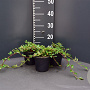 Cotoneaster dammeri GM P13