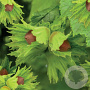 Corylus 'Lang Tidlig Zeller' 200-250 cm cont. 60L