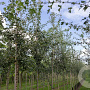Crataegus monogyna 30-50 cm P7