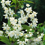 Deutzia gracilis 25-30 cm container C2,5