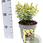 Euonymus fort. 'Emerald 'n' Gold' 100-120 cm C1.5