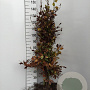 Fagus sylvatica 60-100 cm wortelgoed