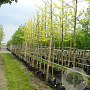 Gleditsia triac. 'Sunburst' 8-10 HO container