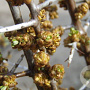 Hippophae rhamn. 'Pollmix' 60-70 cm 2,0L