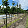 Juglans regia 6-8 HO wortelgoed