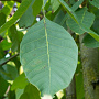 Juglans regia 'Plovdivski' 12-14 HO container