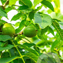 Juglans r. 'Serr' 200-250 cm container