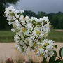 Lagerstroemia indica 'Sarah's Favorite' 250-300 cm draadkluit solitair
